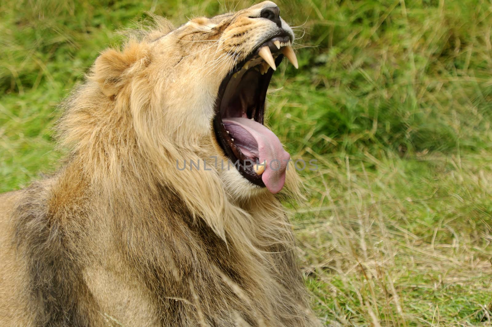 Close up of a Lion (Panthera leo)