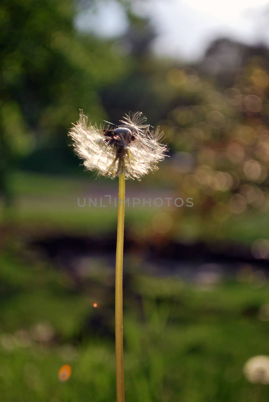 Details of dandelion after blossom into the sun 
