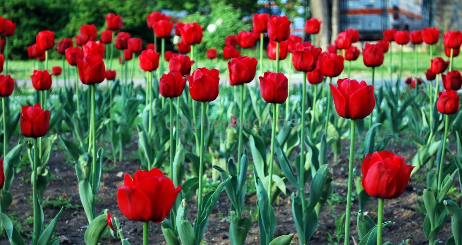 Many brightly red colors of tulips covered by sun 
