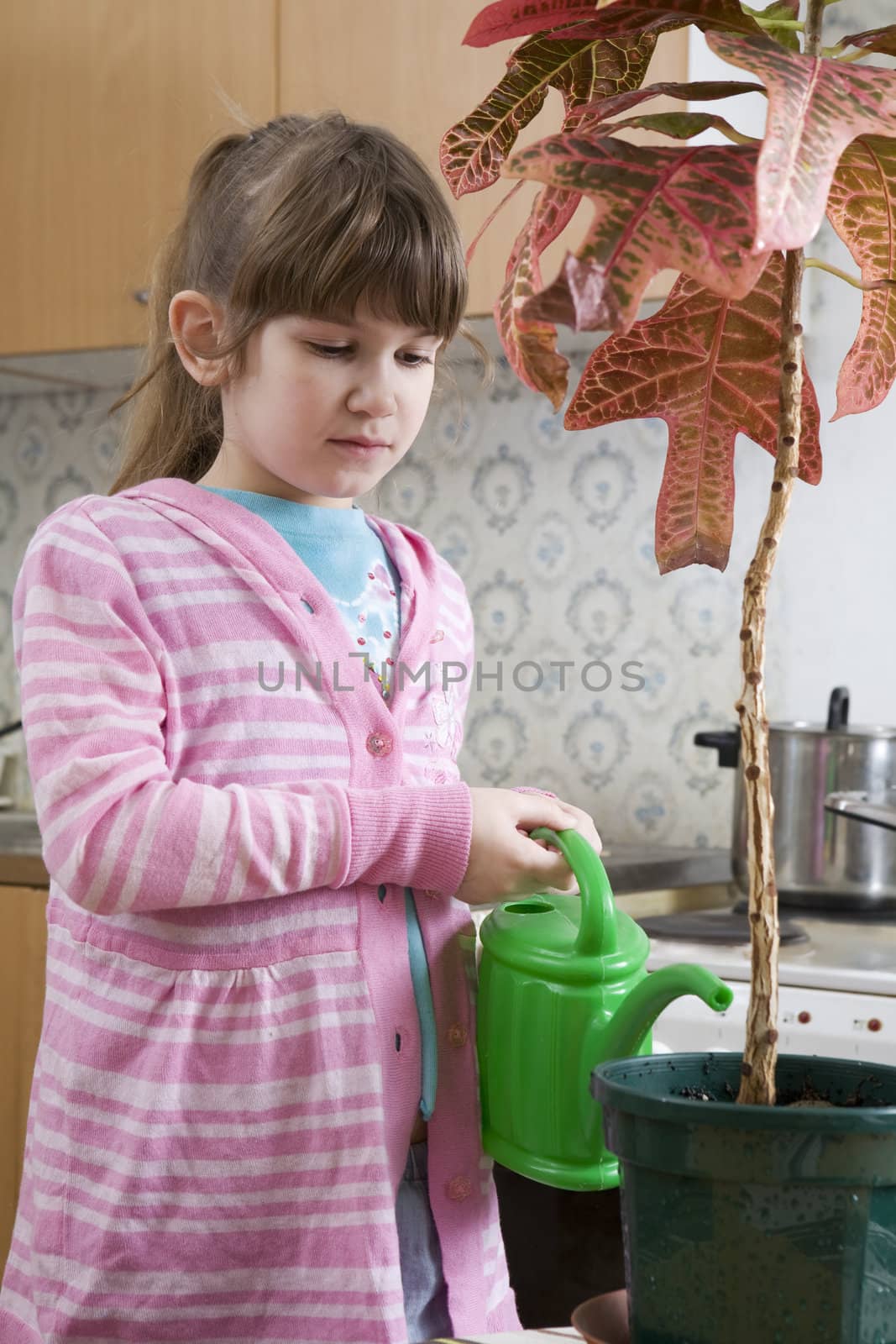 little cute girl seven years old with watering-can pour on plant on kitchen