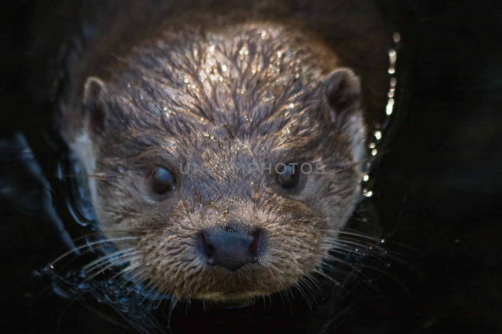 European otter fast swimming  in the shadow