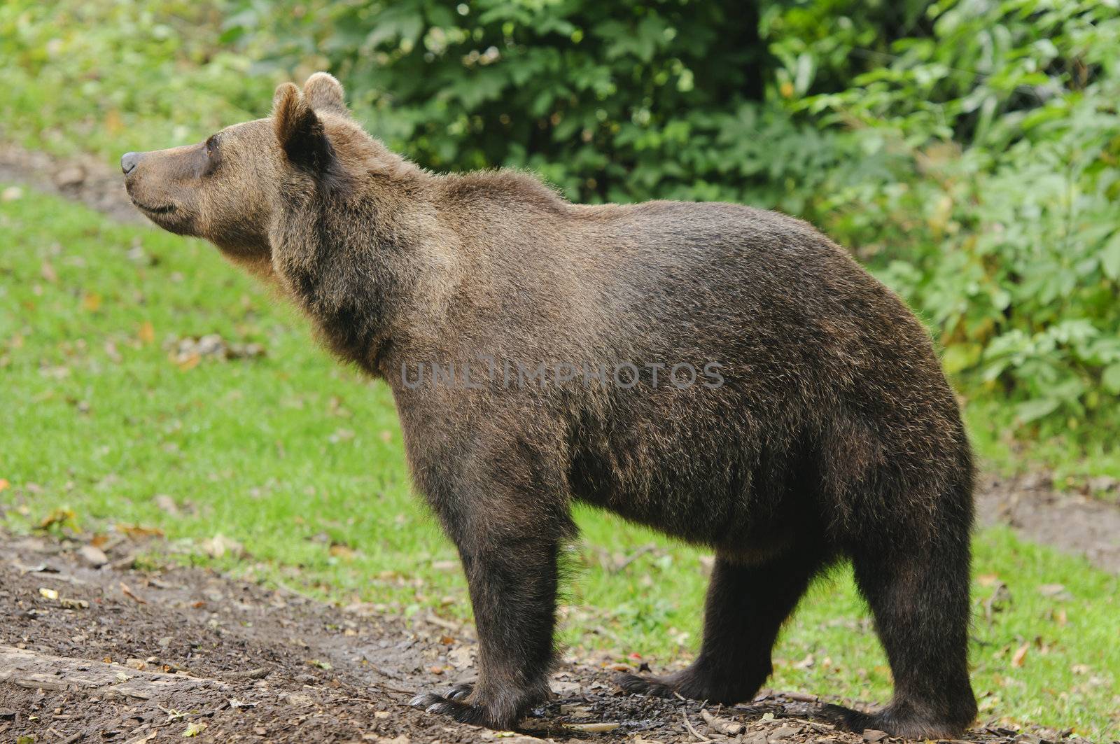 Wild Brown Bear (Ursus americanus horribilis) Banff National Park