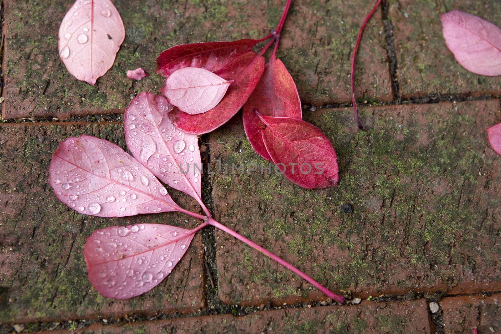 drop on leaf of ivy lying on brick