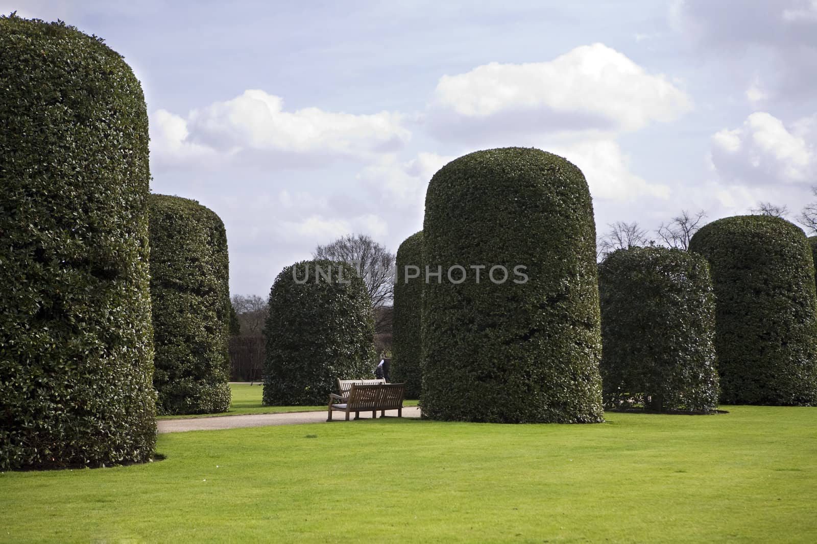 Green hedgerow fence with pollard trees in Hyde-park. London