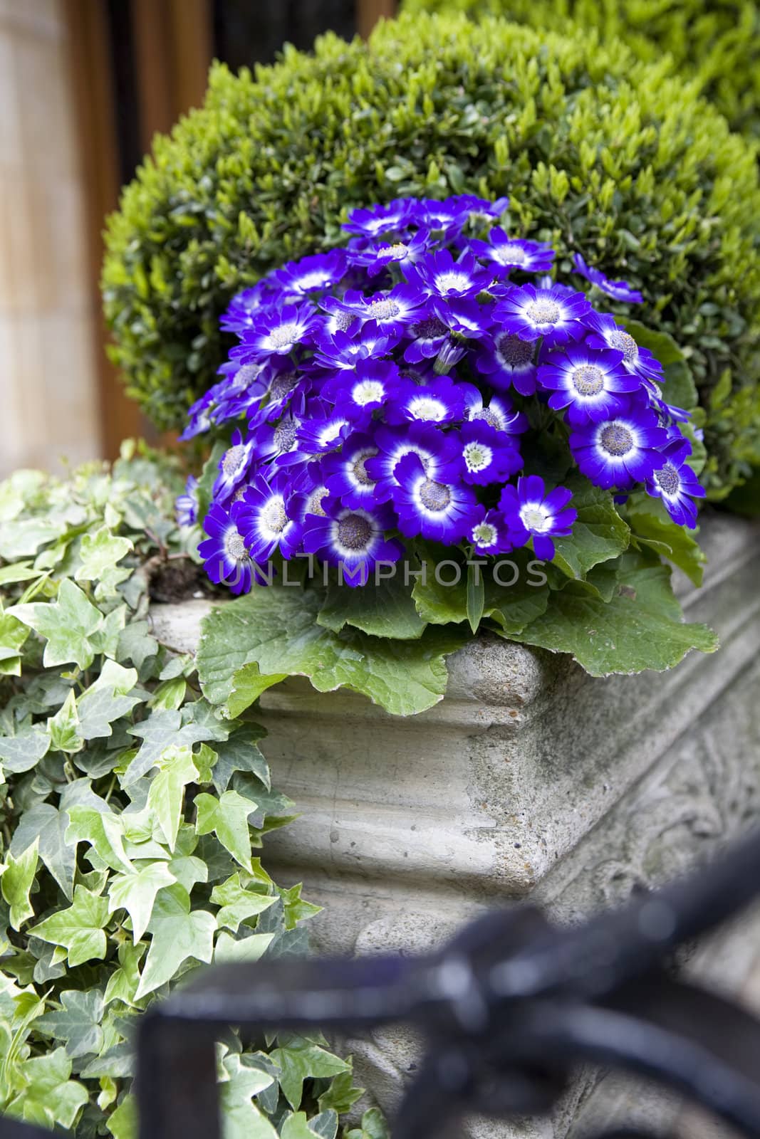 blue primula as street decoration. Flower by elenarostunova