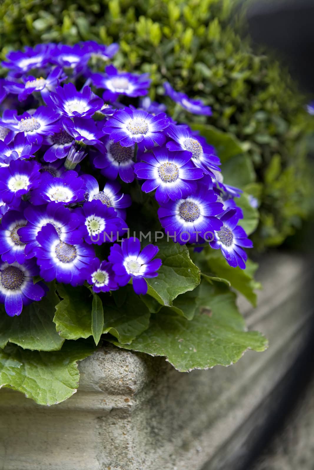 blue primula as street decoration. Flower