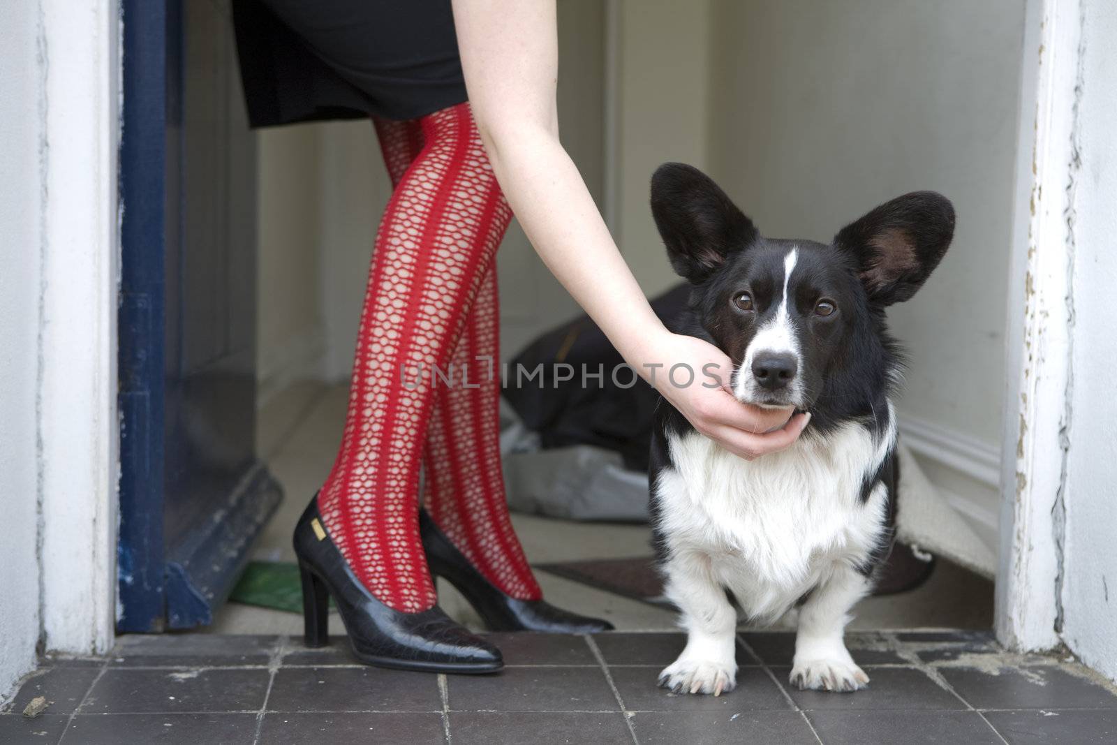 dog at woman`s legs in red fishnet stockings