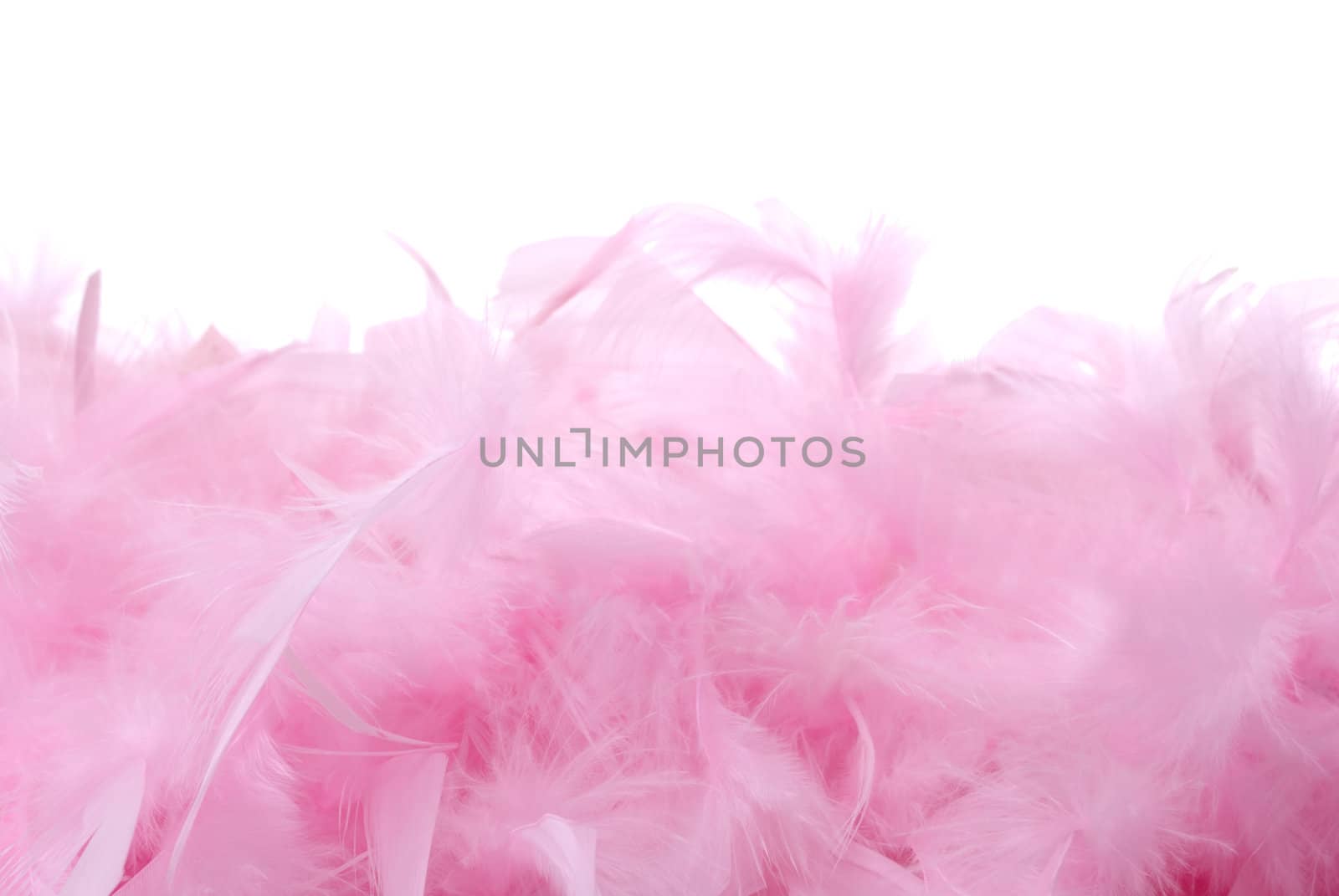 Pile of bird feathers with the space for text. Isolated on white