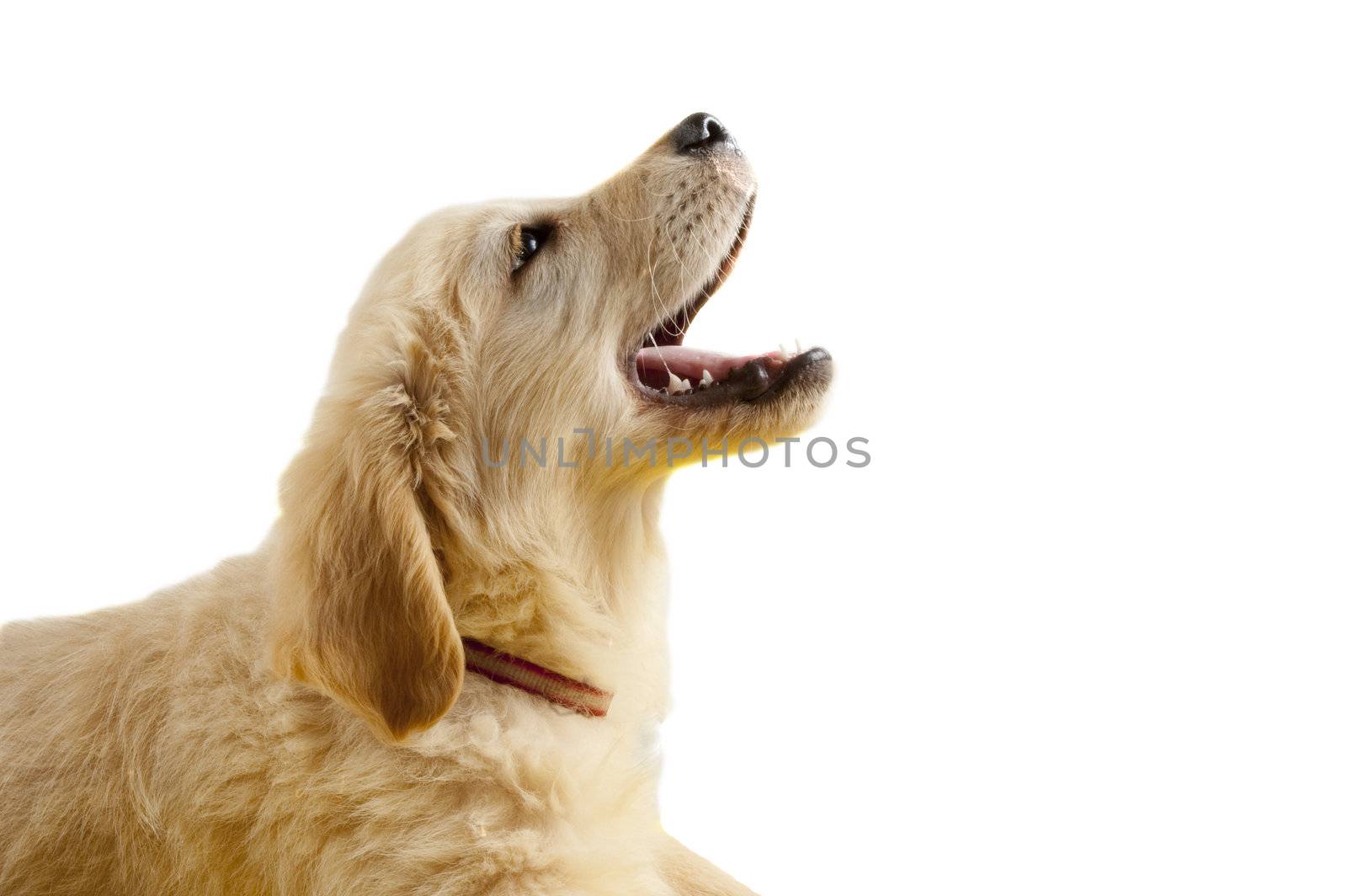 Golden retriever puppy with open mouth by ladyminnie