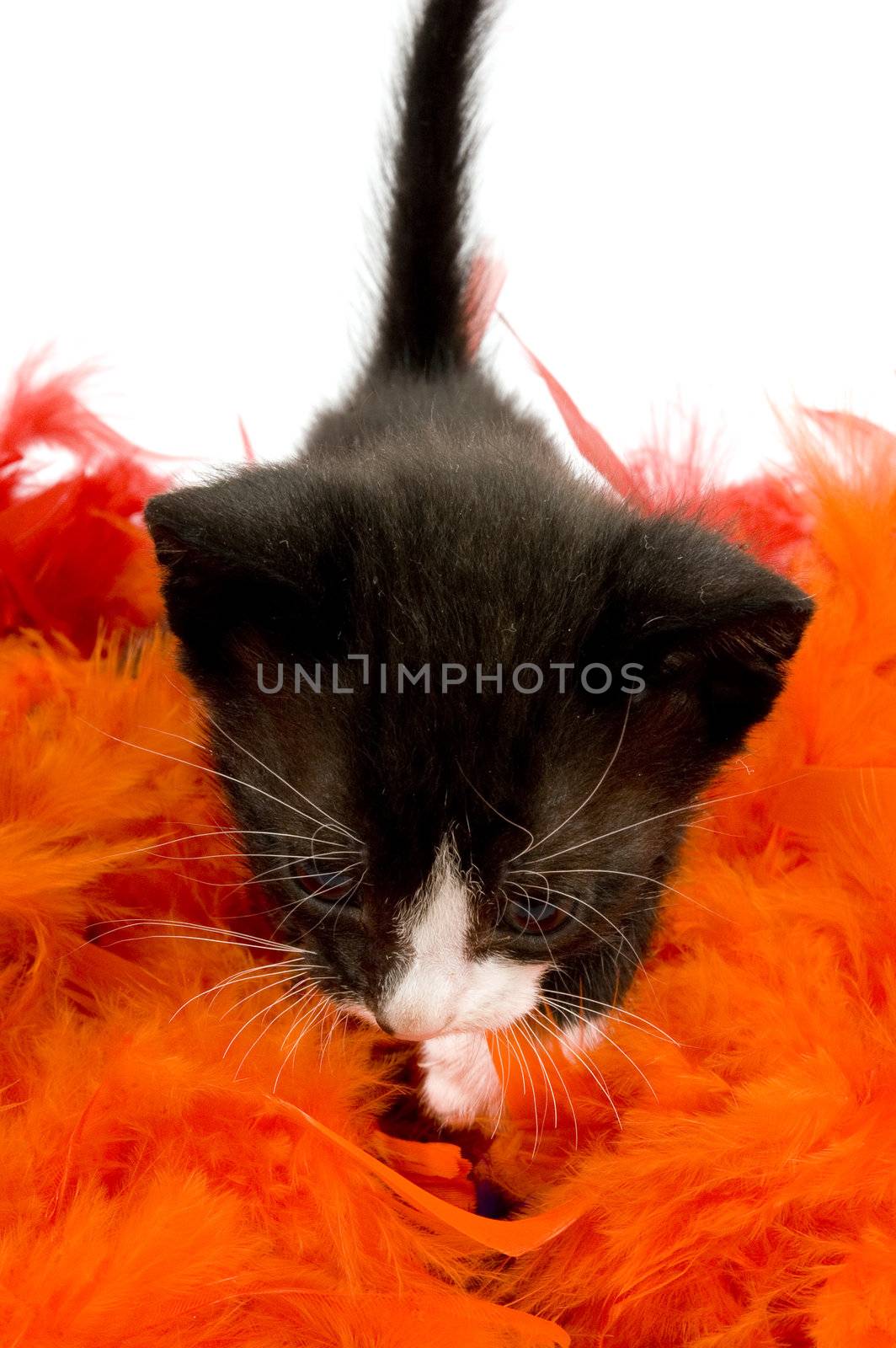 curious two weeks old black kitten on orange feather by ladyminnie