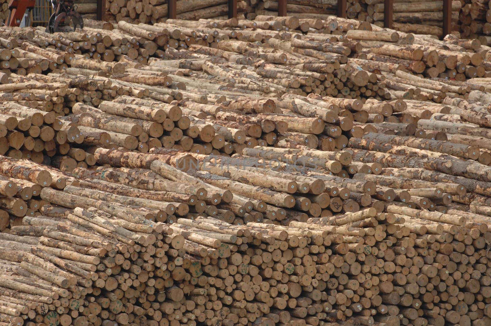 A pile a logs (timber) waits at a mill for chipping.