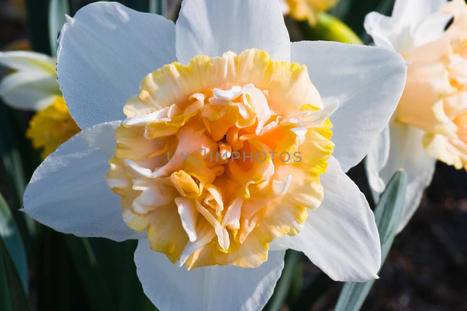 Double flowered daffodil in the sun shine in april 