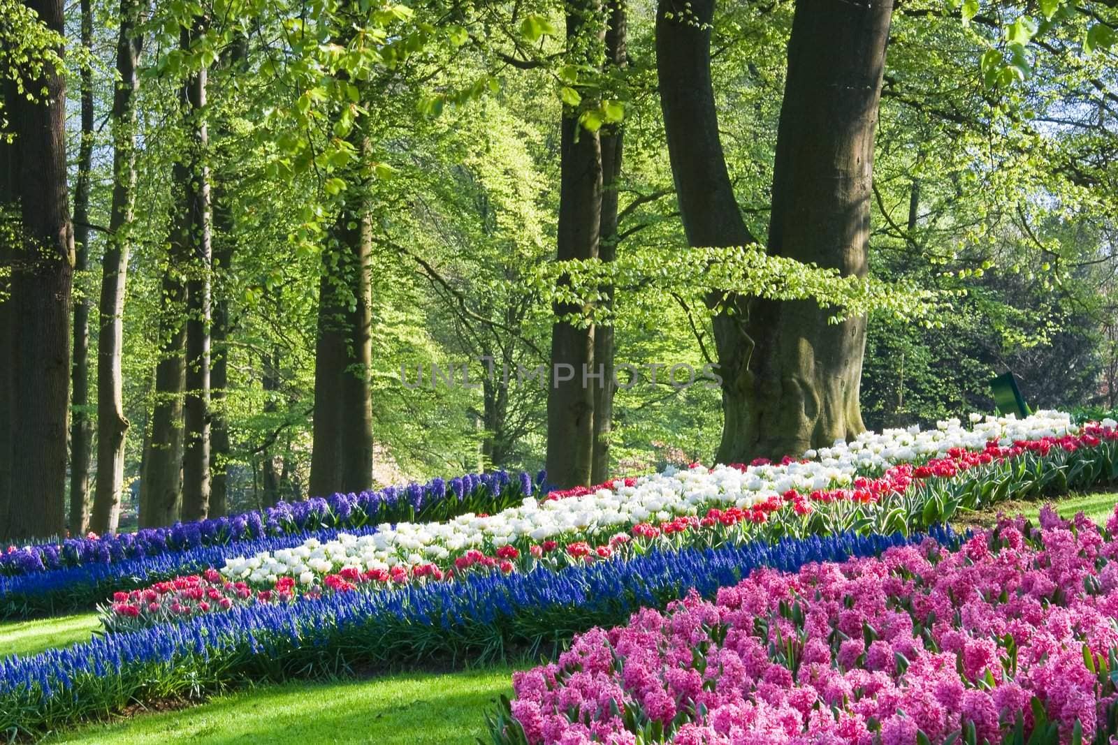 Pink, white and blue flowers in the park in spring