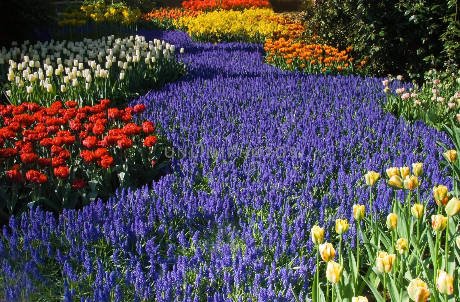 Blue common grape hyacinth river with groups of colorful tulips