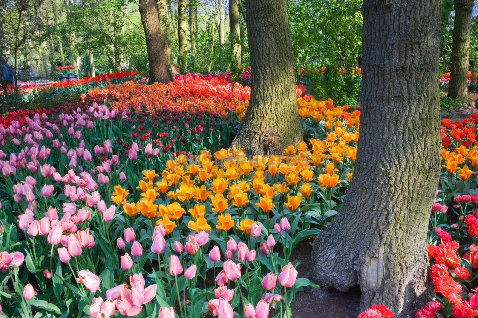 Colorful tulips under the trees on an april day in spring