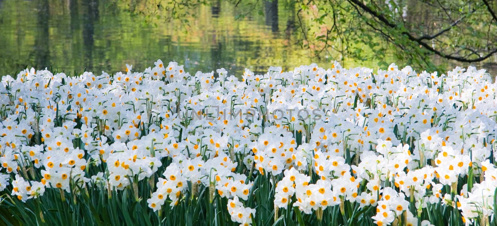 Lots of small white daffodils by Colette