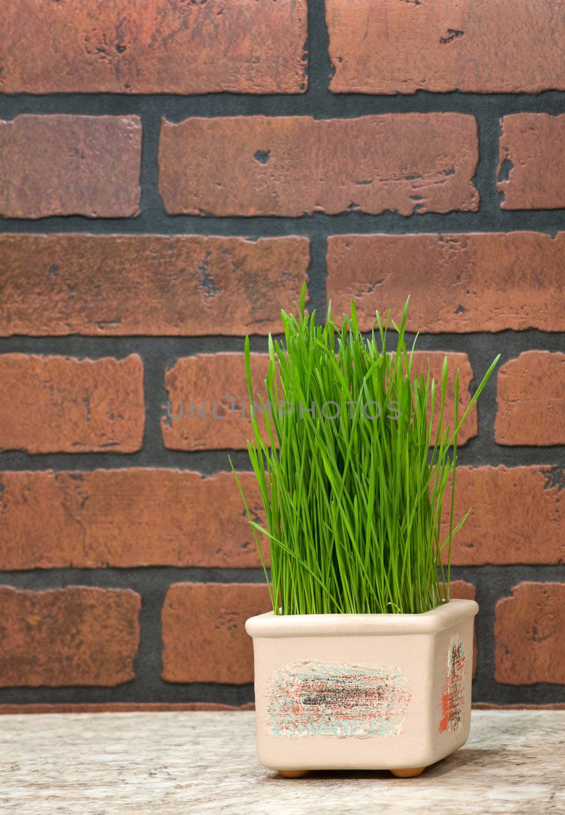 Flowerpot with wheat sprouts near brick wall in the kitchen