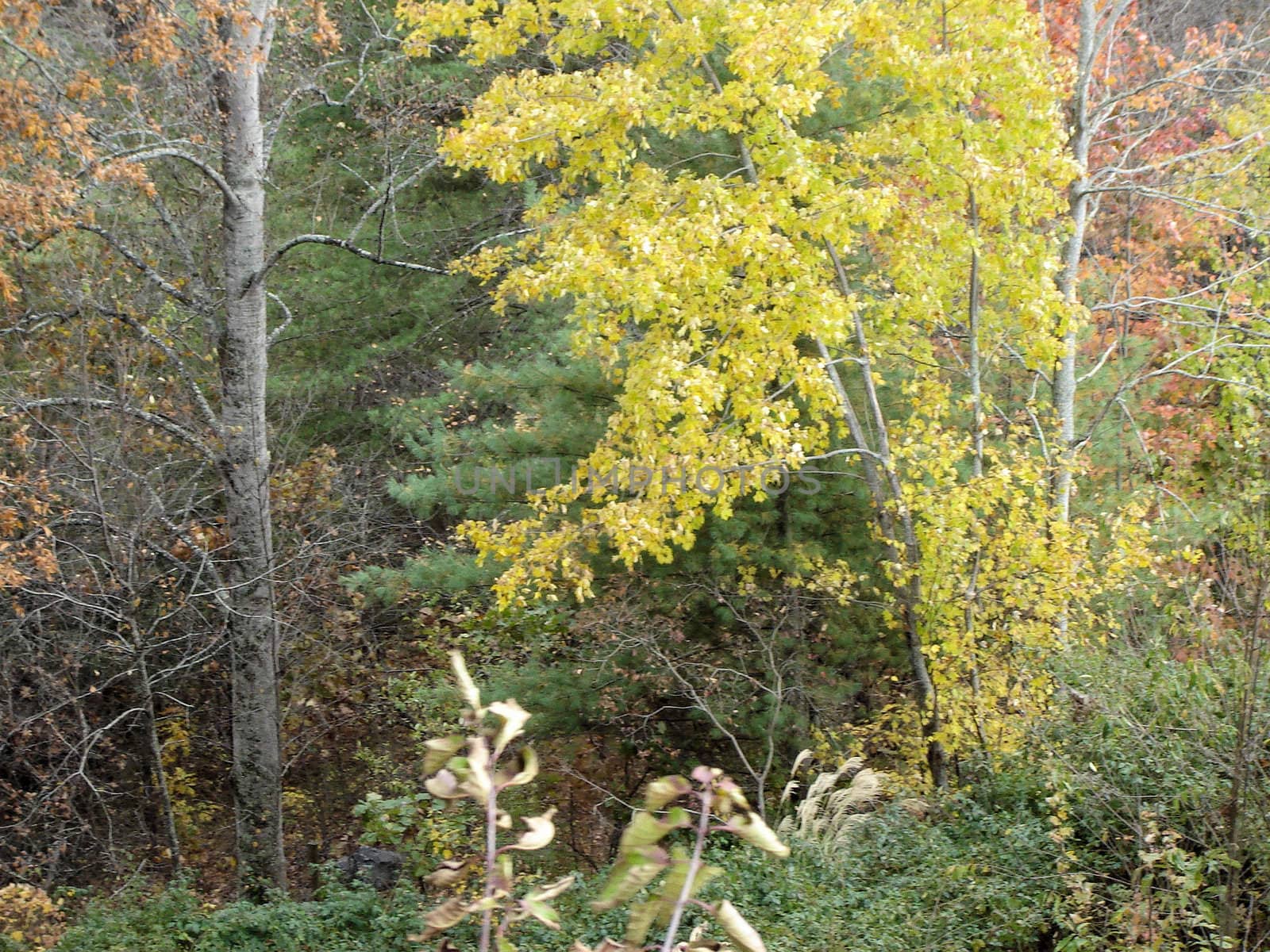 Asheville in the fall