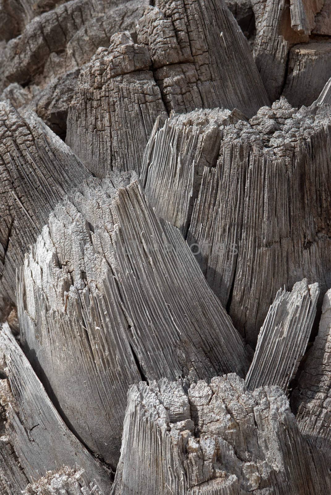 Detail take of a palm tree trunk texture