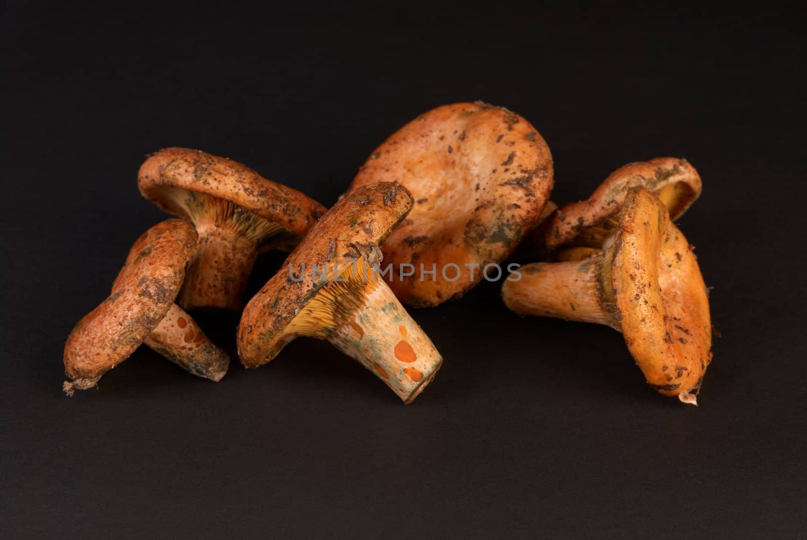 Red pine mushroom, also known as saffron milk cap