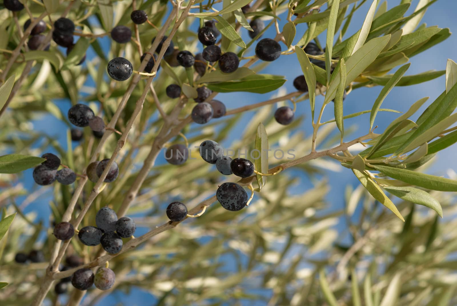 Olive tree branches loaded with ripe black olives