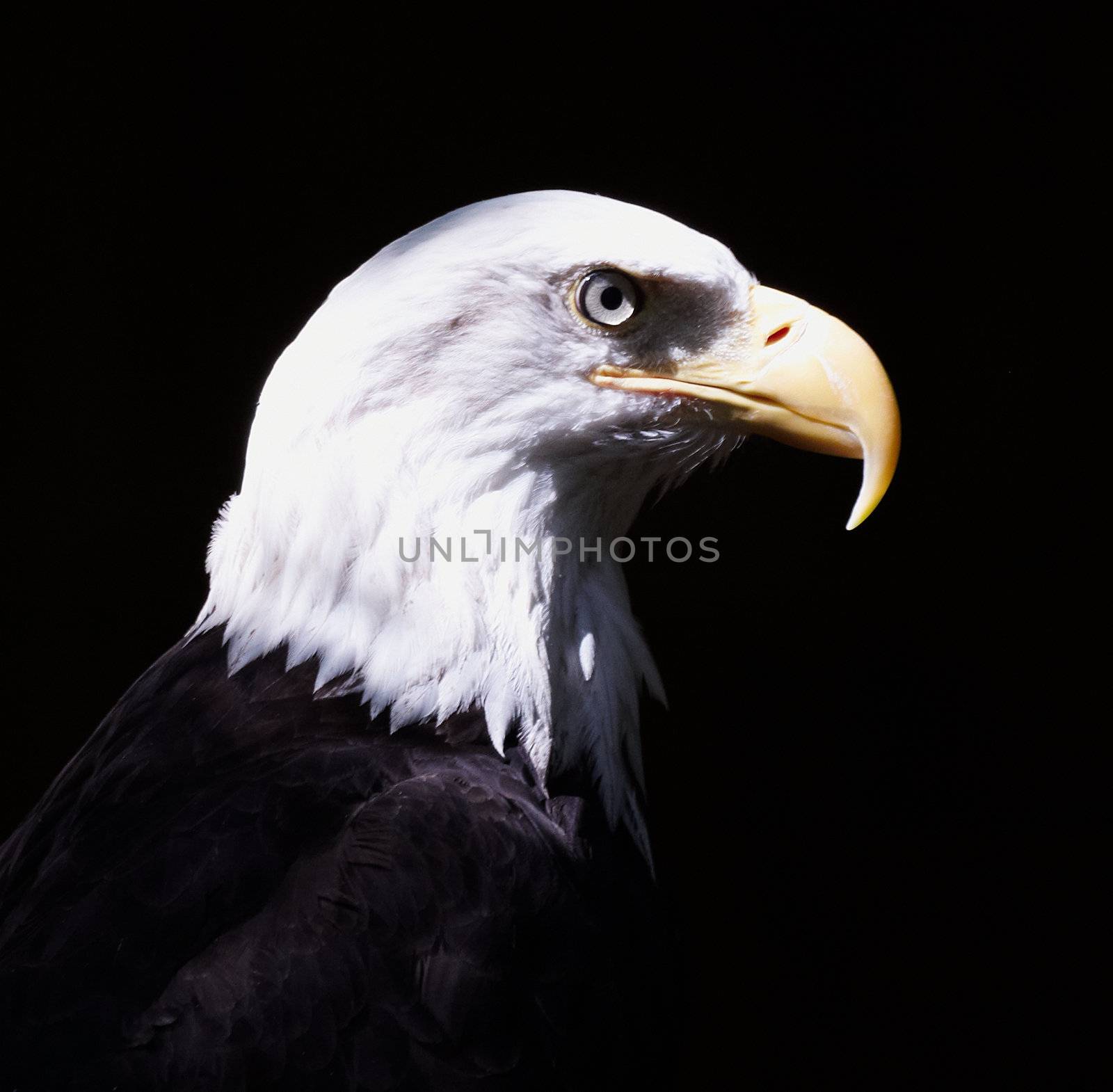 Profile of the Bald Eagle; black background
