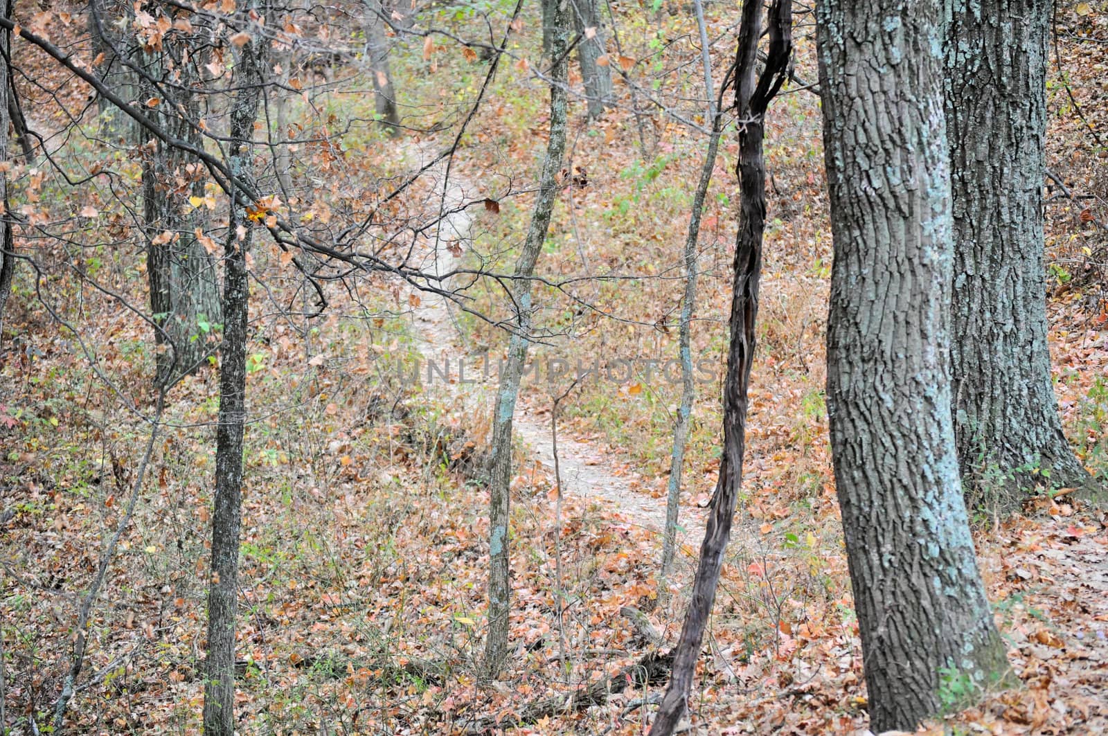 Brown County State Park by RefocusPhoto