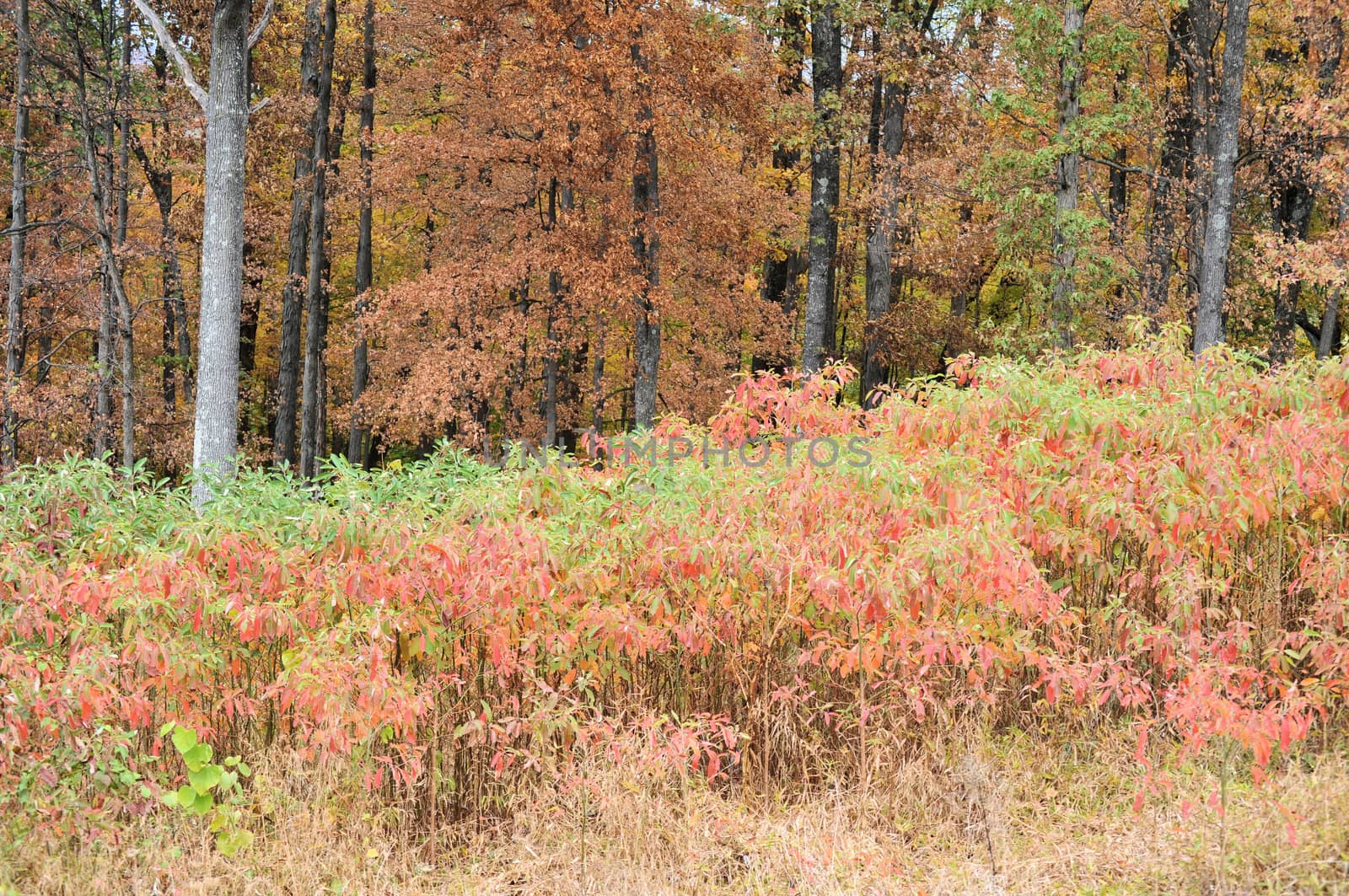 Brown County State Park