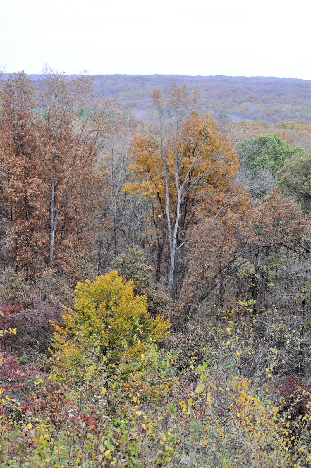 Brown County State Park by RefocusPhoto