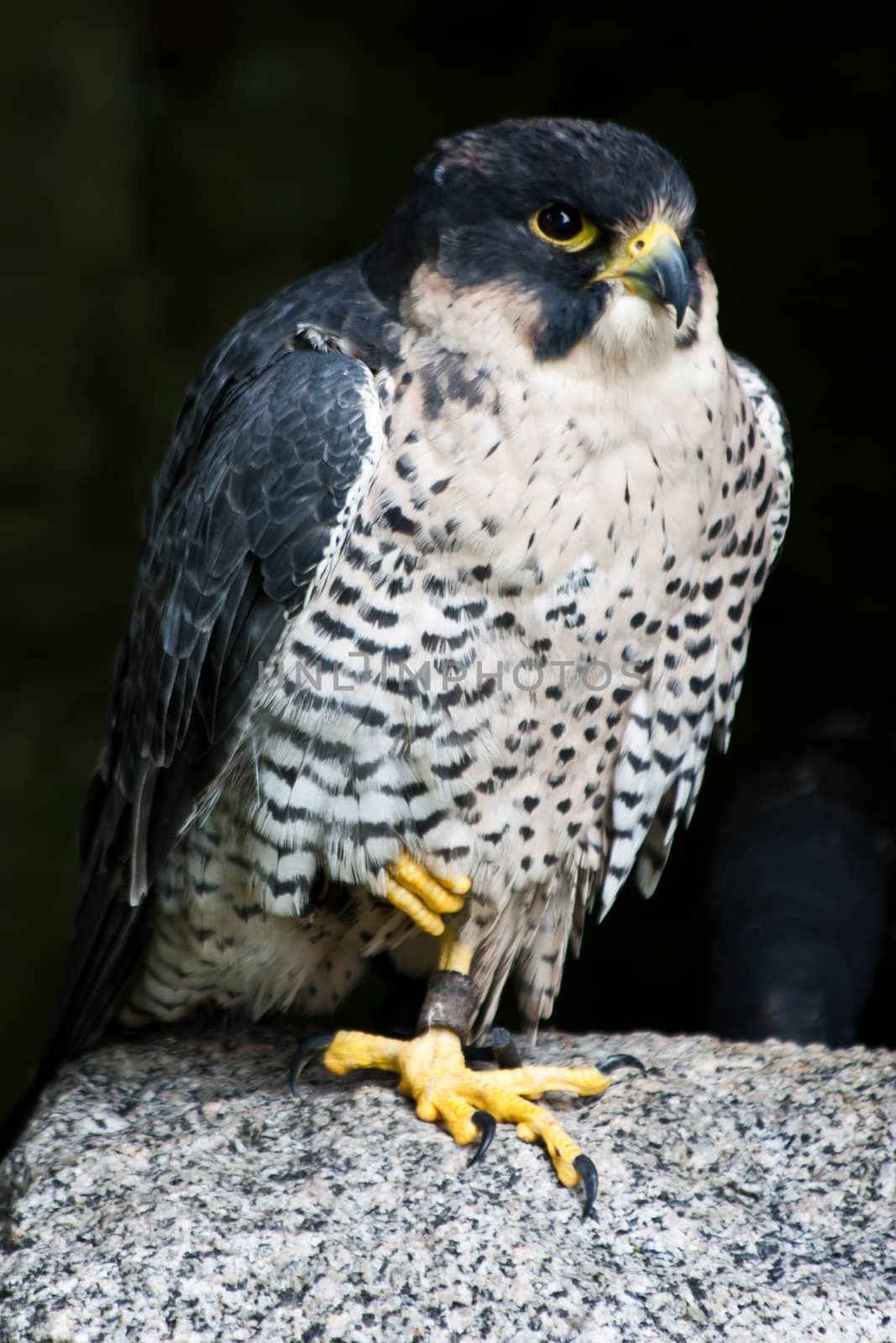 Falcon in a nature reserve, Sutherland, Scotland