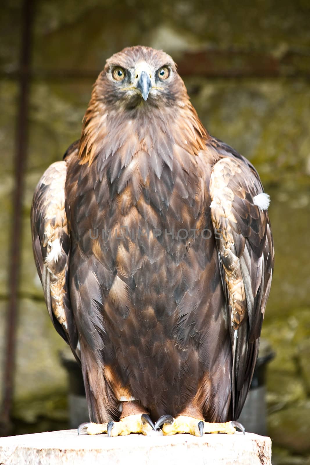 Golden Eagle by Perseomedusa