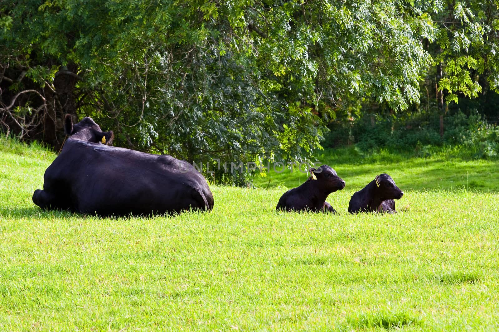 Young calfs in green field, Sutherland, Scotland