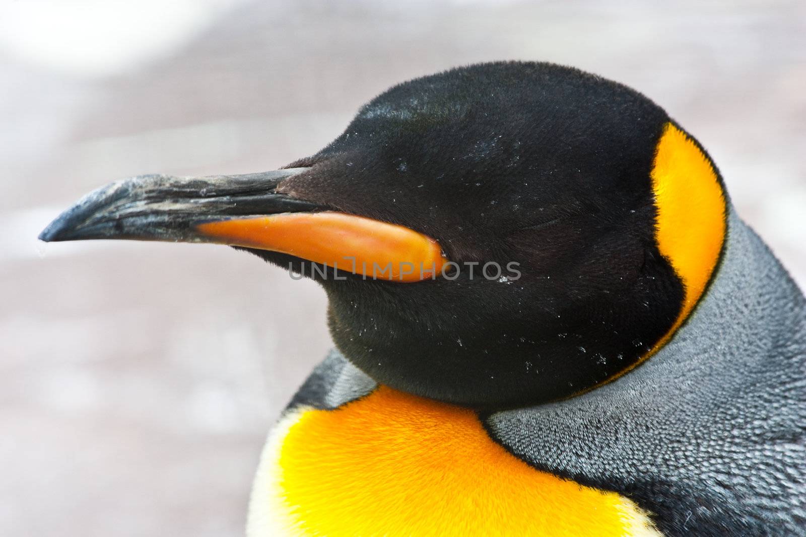 Latin name  Aptenodytes Patagonica, tipical of Falkland Islands