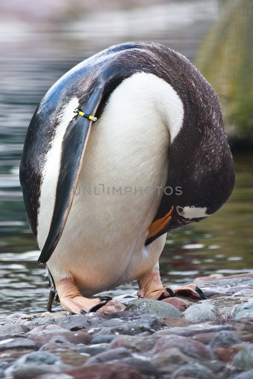 Latin name  Pygoscelis Papua, tipical of Falkland Islands