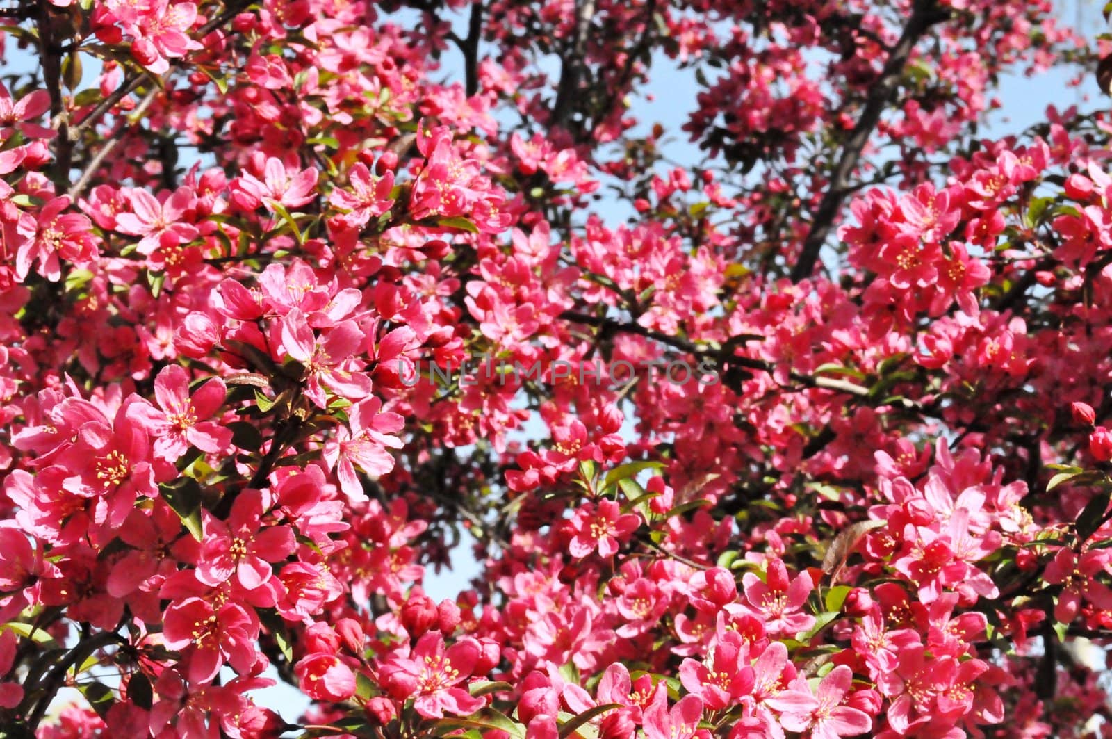 Pink flowers on tree by RefocusPhoto
