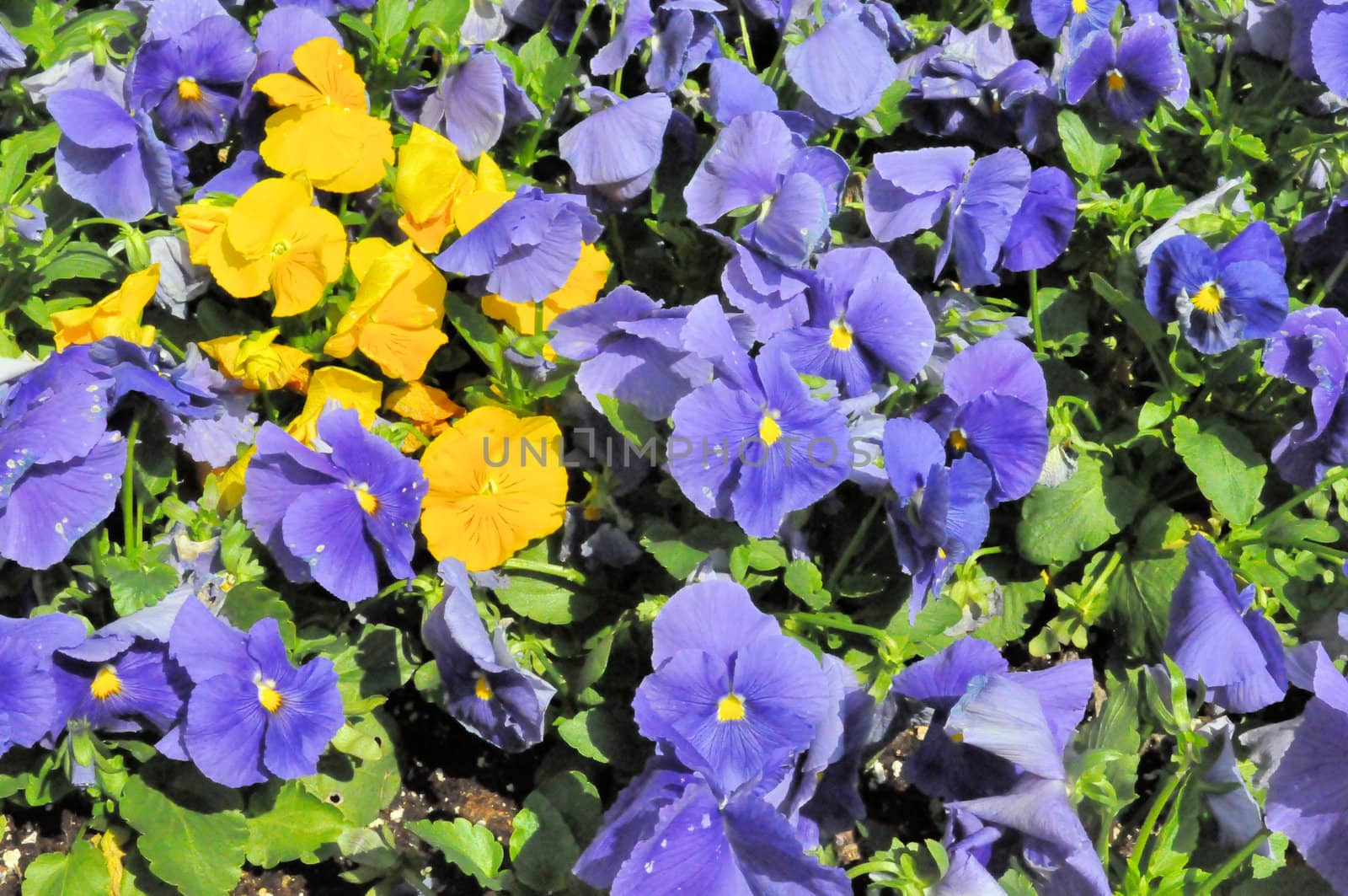 Yellow and Purple Flowers by RefocusPhoto