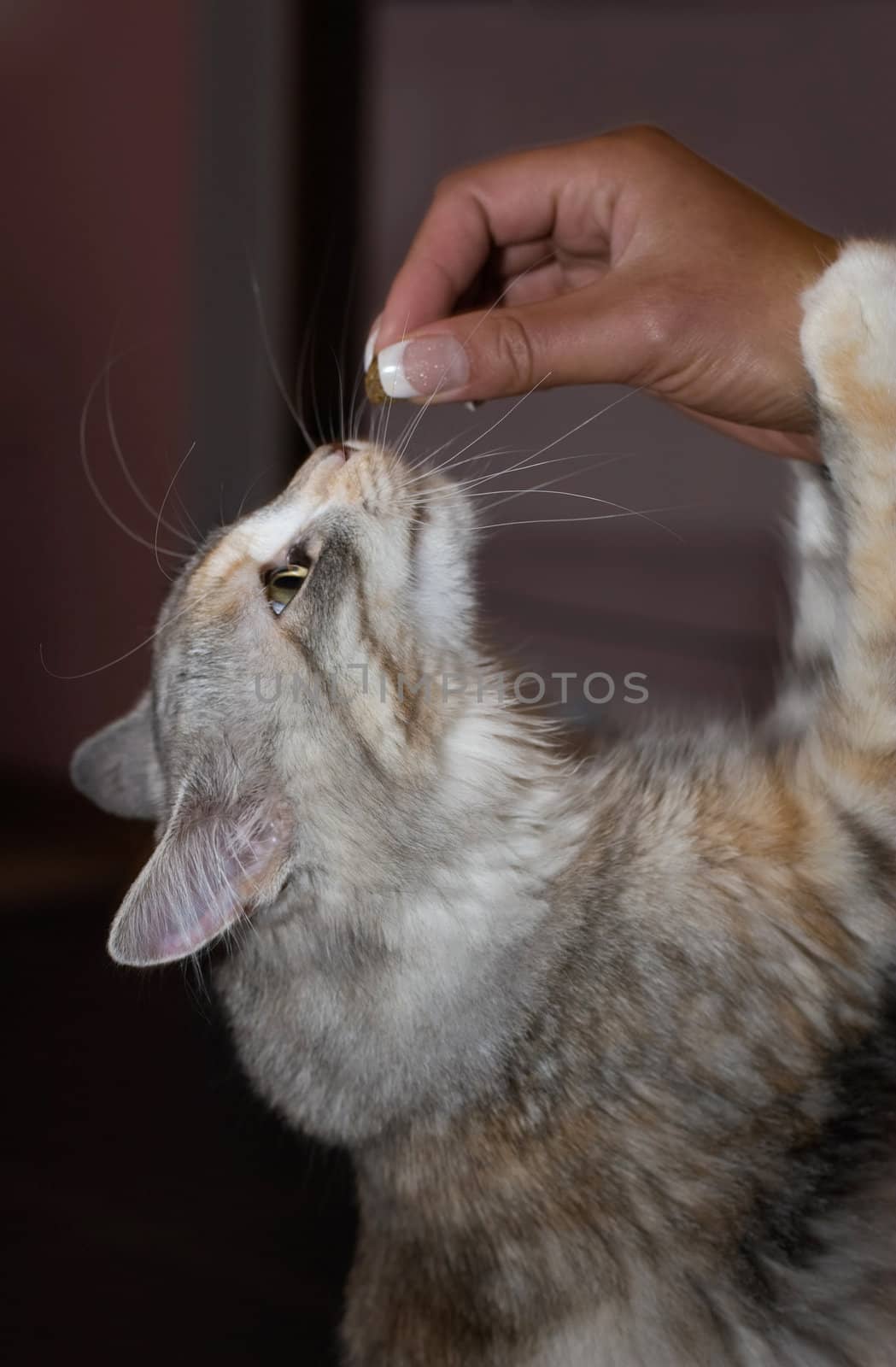 eating cat tablet from hand