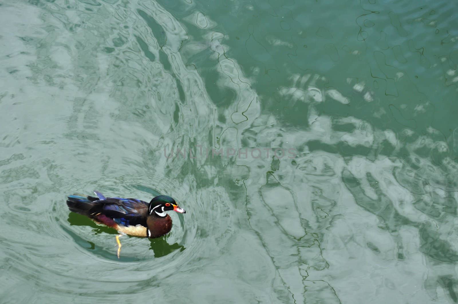 Swimming Duck by RefocusPhoto