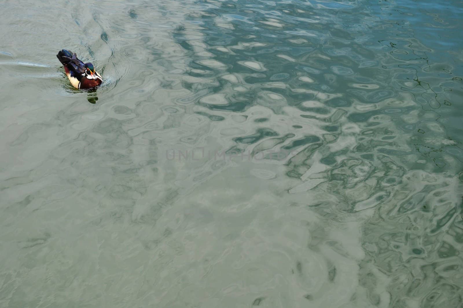 Swimming Duck by RefocusPhoto