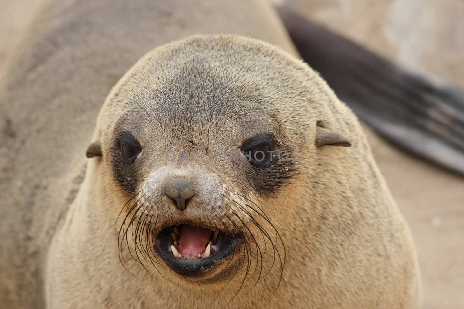 Brown Fur Seal (Arctocephalus pusillus) on Cape Cross, Namibia, Africa