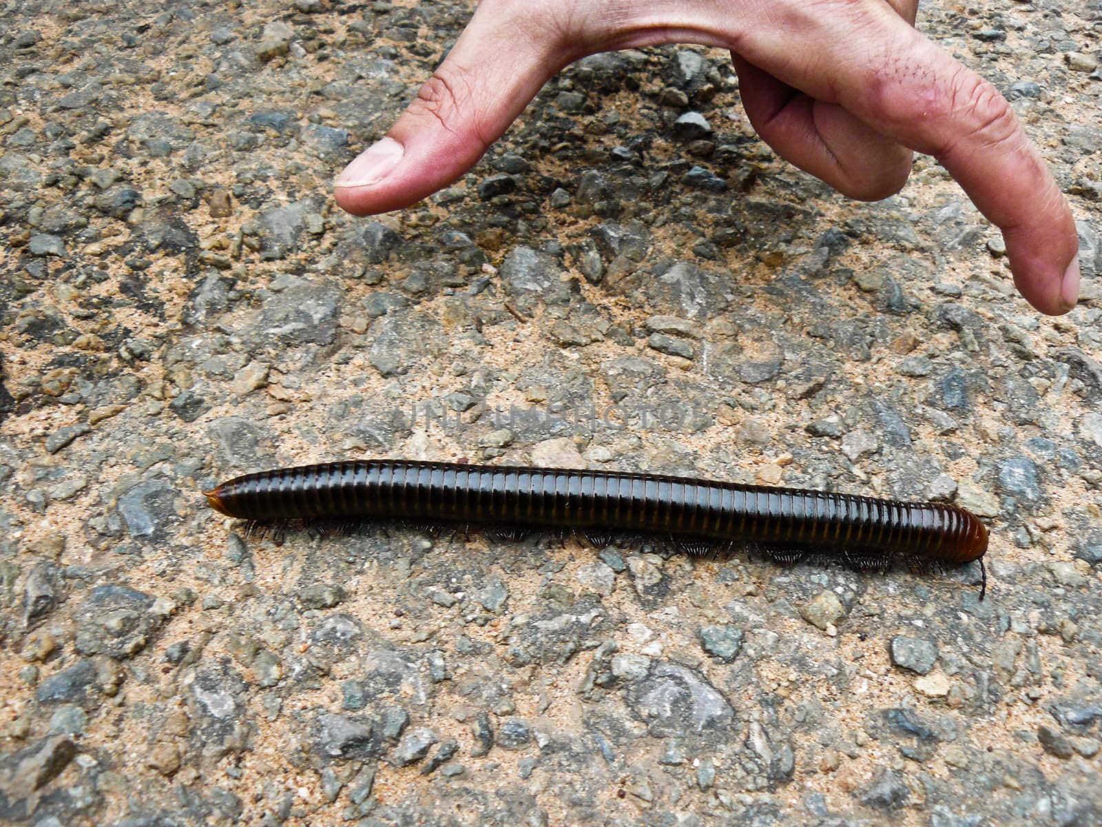 Giant Centipede on Phnom Bayangkao in Takeo province.
This was possibly over 15cm long.
