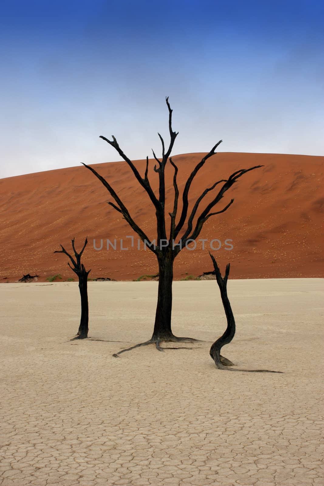 Dead trees in Deadvlei, desert of Namibia