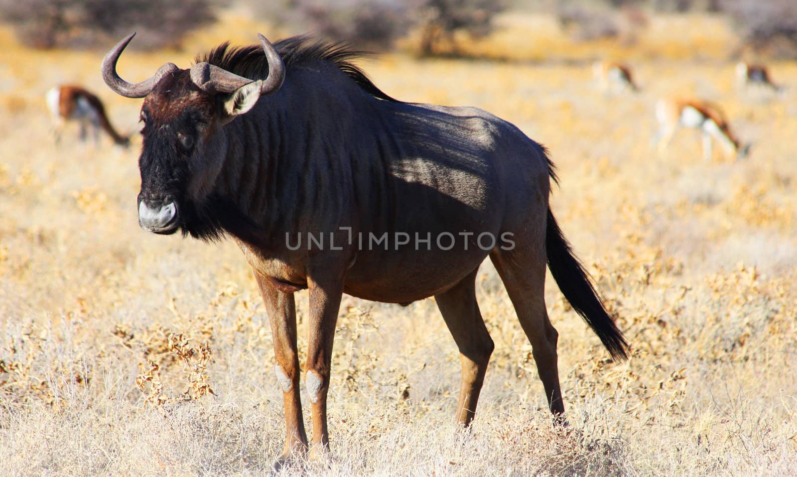 Namibian wild life, Etosha park, dry season