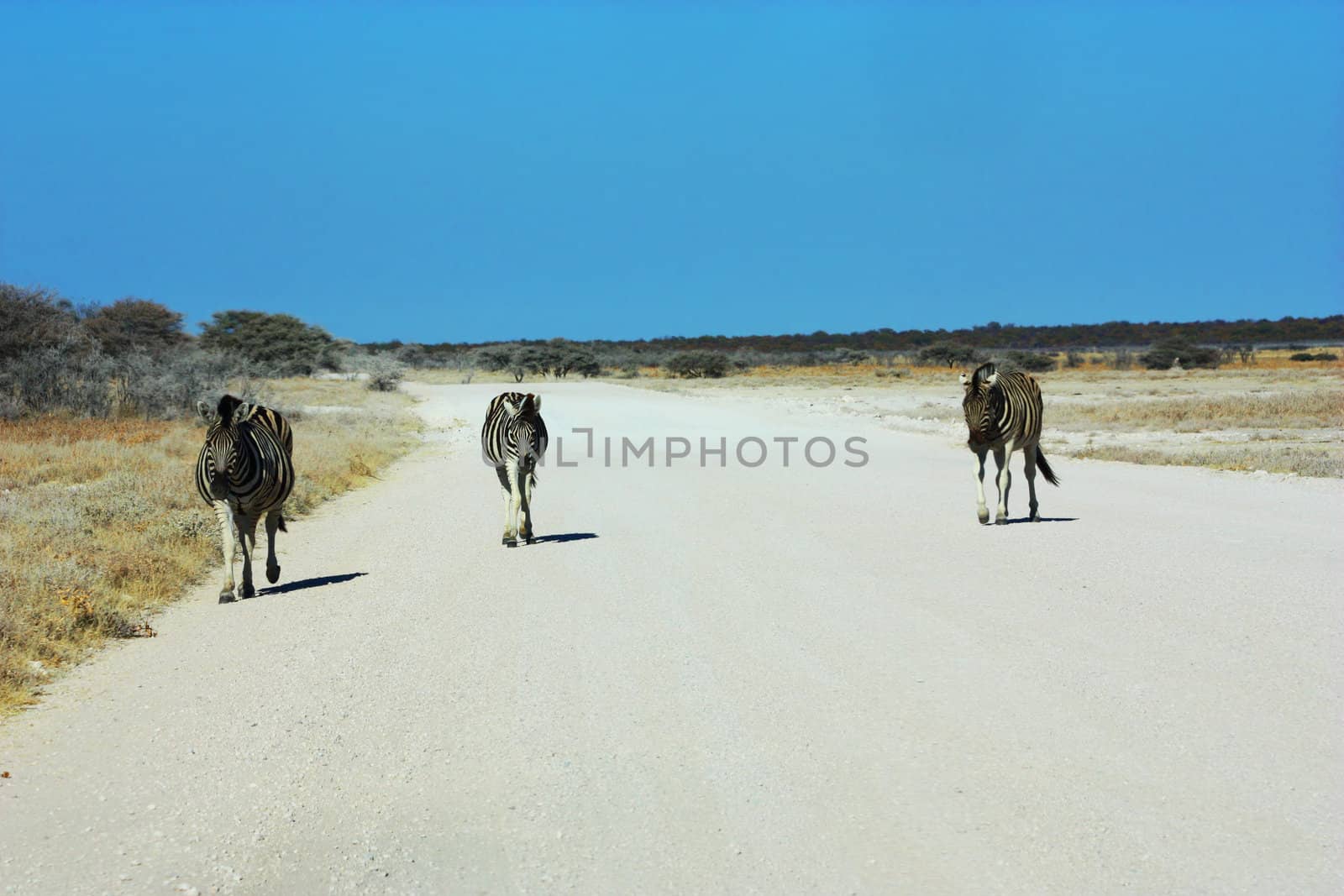 Namibian wild life, Etosha park, dry season