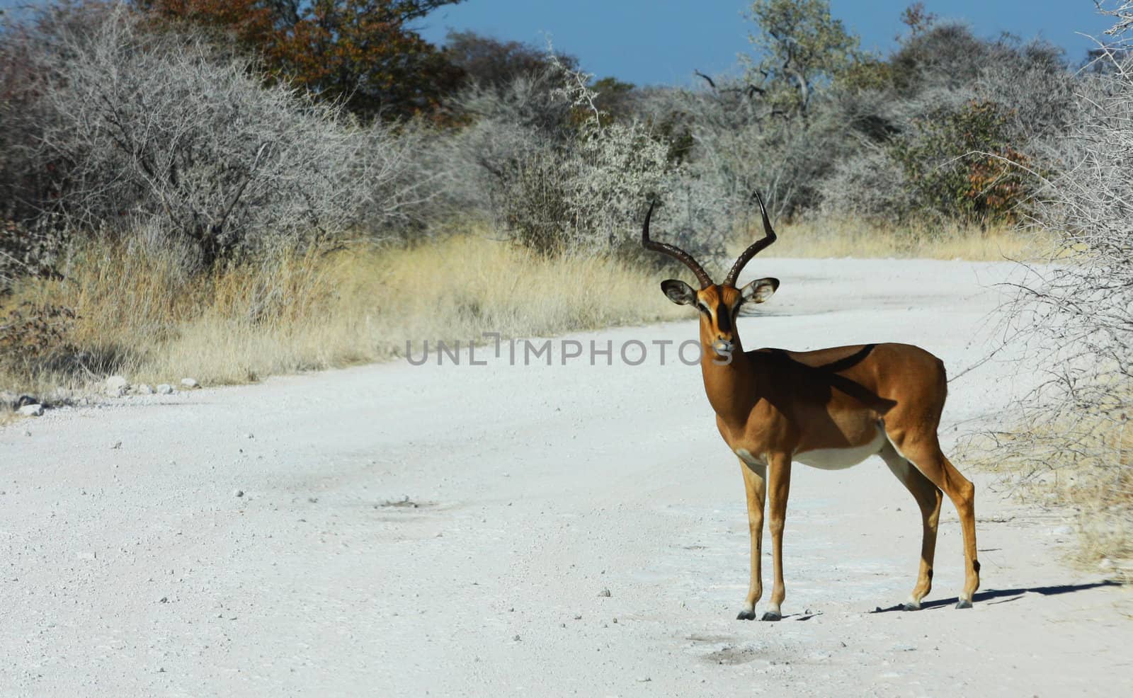 Namibian wild life, Etosha park, dry season