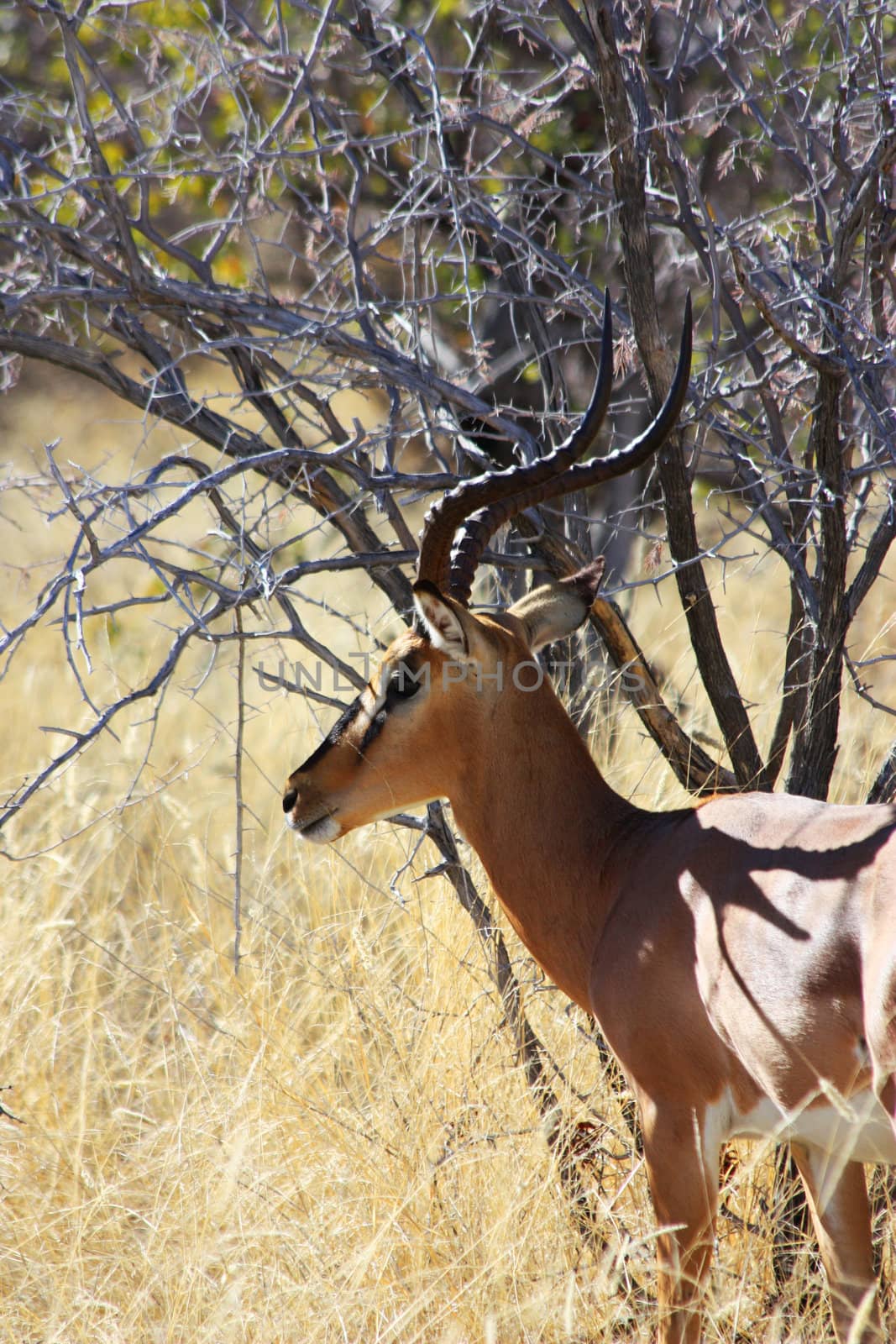 Namibian wild life, Etosha park, dry season