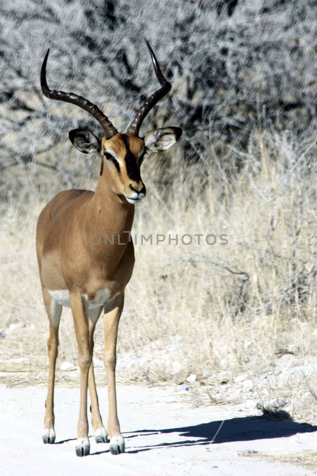 Black faced impala in Etosha park, Namibia