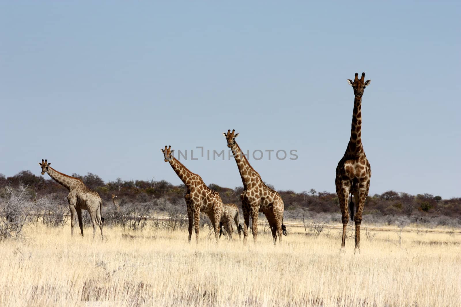 Giraffes in Etosha Park, Namibia