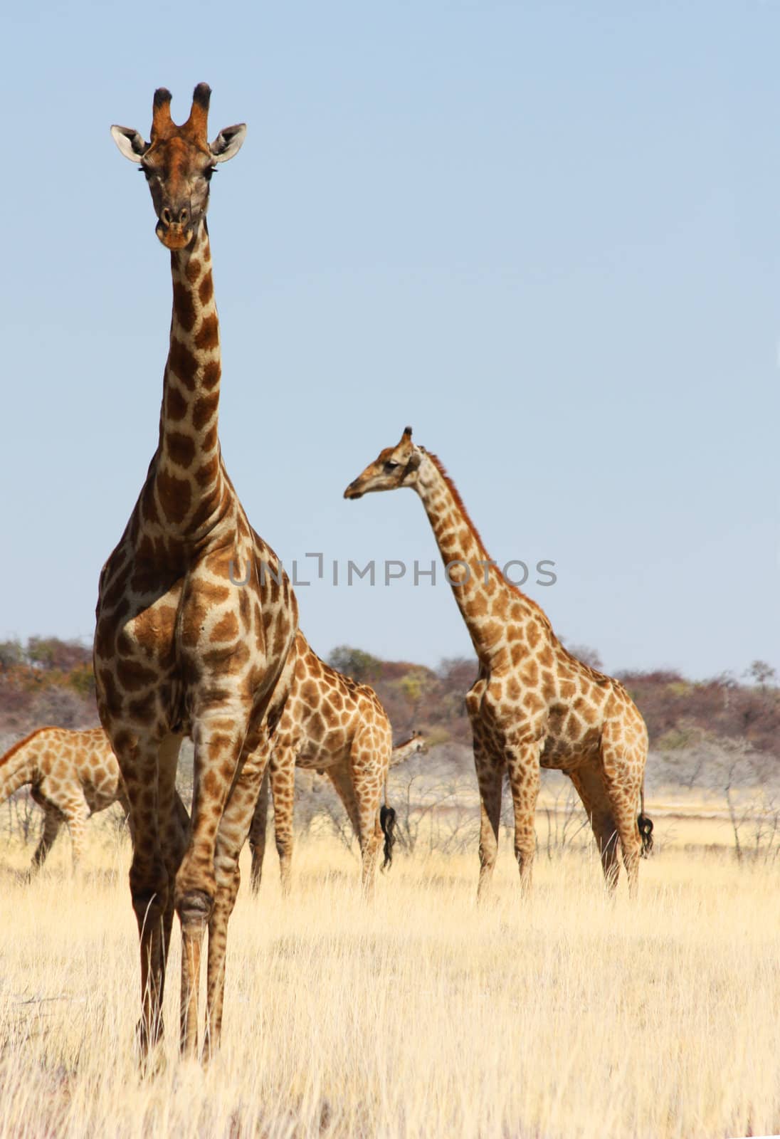 Namibian wild life, Etosha park, dry season