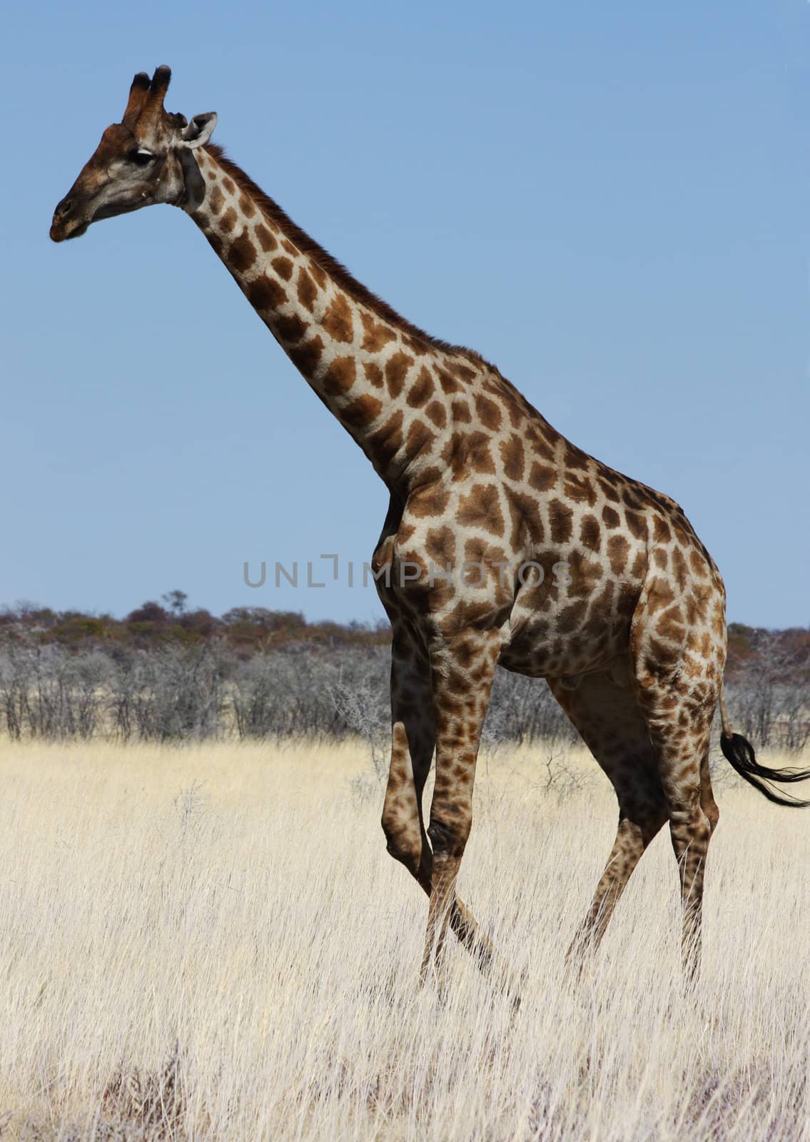 Namibian wild life, Etosha park, dry season